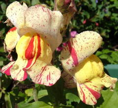 Boca de Leão "Brighton Rock" - Antirrhinum majus - Flor