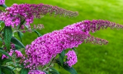 Planta Borboleta - Buddleja japonica - Flor - Pasto apicola