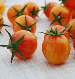 Tomate Bumble Bee - Tomate Cereja - Cherry raro - Plantamundo