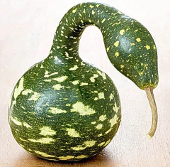 Cabaça Cisne - Lagenaria siceraria - Plantamundo