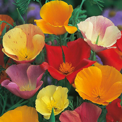 Papoulas da California Sortidas - California Poppies Mix - Flor