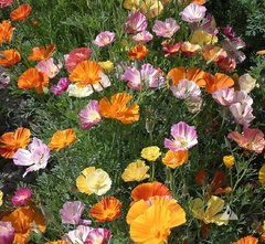 Papoulas da California Ballerina Mix - Flor - comprar online