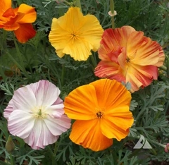 Papoulas da California Ballerina Mix - Flor