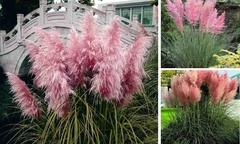Capim dos Pampas Rosa - Cortaderia selloana