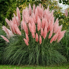 Capim dos Pampas Rosa - Cortaderia selloana - comprar online