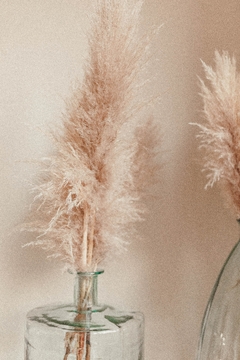 Capim dos Pampas - Cortaderia selloana - comprar online