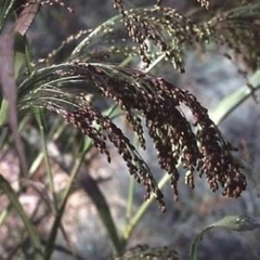 Capim Violeta - Panicum violaceum