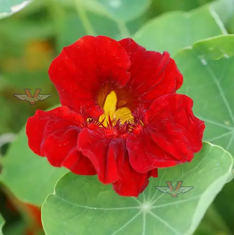 Capuchinha Vermelha - Flor - PANC - Sementes - comprar online
