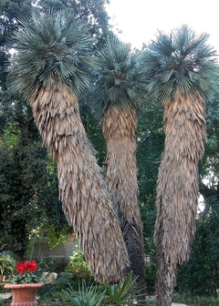 Palmeira Carandai - Caranday - Trithrinax campestris - Sementes - comprar online