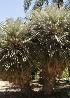 Palmeira Carandai - Caranday - Trithrinax campestris - Sementes na internet