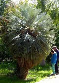 Palmeira Carandai - Caranday - Trithrinax campestris - Sementes - Plantamundo