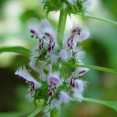 Cardiaca - Agripalma - Leonurus cardiaca no