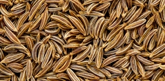 Caraway - Alcaravia - Carum carvi - Erva - comprar online