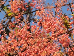 Acacia Rosa - Cassia Rosa - Cassia grandis - Árvore florífera na internet