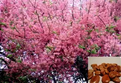 Acacia Rosa - Cassia Rosa - Cassia grandis - Árvore florífera