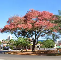 Acacia Rosa - Cassia Rosa - Cassia grandis - Árvore florífera - comprar online