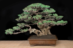 Casuarina - Pinheiro Australiano - comprar online