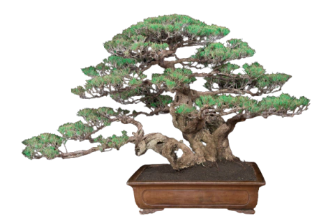 Casuarina - Pinheiro Australiano