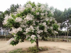 Trombeteira - Catalpa bignonioides - Sementes para Bonsai ou Árvore - comprar online