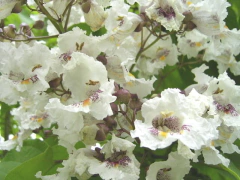Trombeteira - Catalpa bignonioides - Mudas