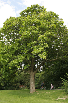 Trombeteira - Catalpa bignonioides - Mudas na internet