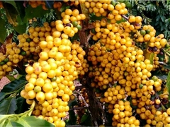 Café Arábica Catuai Amerelo