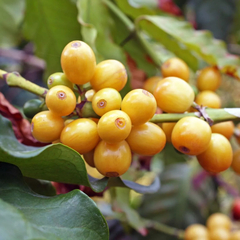 Café Arábica Catuai Amerelo - comprar online