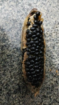 Banana Caviar