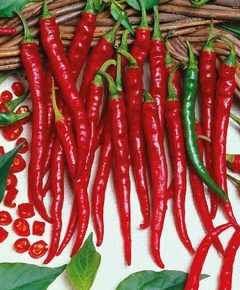 Pimenta Cayenne Long Slim