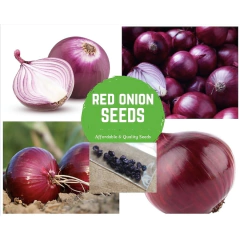 Cebola Ruby Red - Crioula De Usa