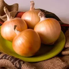 Cebola Texas Grano 502 - Allium cepa - Sementes