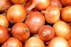 Cebola Sol Espanhol - Allium cepa