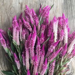 Celosia Flamingo - Celosia argentea - Espinafre Africano - Flor - PANC