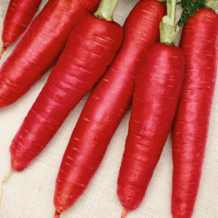 Cenoura Atomic Red - Cenoura Vermelha