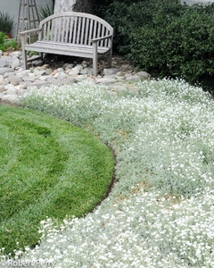 Neve No Verão - Cerastium tomentosum - Flor