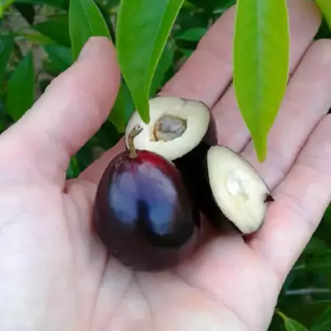 Cerejade Joinville - Eugenia candolleana - Fruta nativa - Mudas