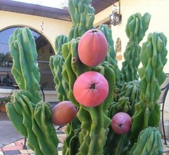 Cereus peruvianus var monstruosa - Maça do Peru - Cacto