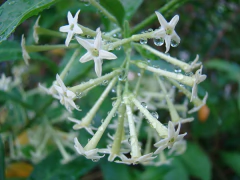 Dama do Dia - Cestrum nocturnum - Sementes Flor mais perfumada do mundo! - loja online