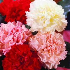 Cravo Chabaud Gigante Sortido - Dianthus caryophyllus - Flor de corte na internet