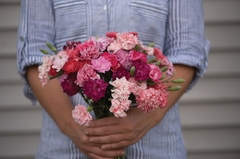 Cravo Chabaud Gigante Sortido - Dianthus caryophyllus - Flor de corte - comprar online