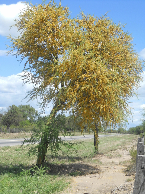 Chañar - Geoffroea decorticans - Frutífera - Paisagismo - Sementes - comprar online