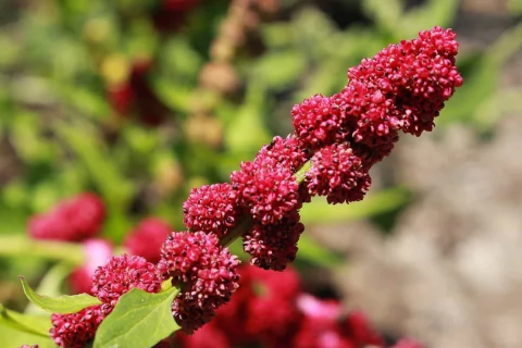 Espinafre morango - 2 em 1! Fruta e vegetal! Chenopodium capitatum