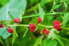 Espinafre morango - 2 em 1! Fruta e vegetal! Chenopodium capitatum - Plantamundo