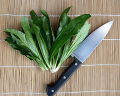 Chicória do Norte - Coentrão - Culantro - Eryngium