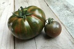 Tomate Chocolate Stripes