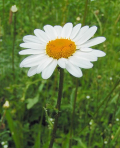 Margarida Maior - Chrysanthemum Leucanthemum - Flor - Plantamundo