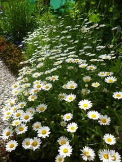 Margarida Rasteira - Chrysanthemum Paludosum - Flor - comprar online