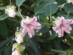 Chuchu do mato - Pepino de Seda - Araujia sericifera - Fruta - Trepadeira - PANC - Plantamundo