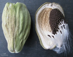 Chuchu do mato - Pepino de Seda - Araujia sericifera - Fruta - Trepadeira - PANC
