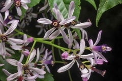Cinamomo - Árvore Jasmin - Melia azeracah - Sementes na internet